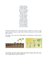 Konspekts 'Dabaszinību mācību saturs un metodes', 4.