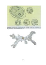 Konspekts 'Referāts parazitoloģijā', 39.