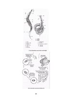 Konspekts 'Referāts parazitoloģijā', 42.