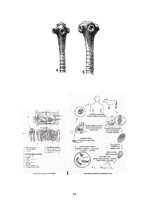 Konspekts 'Referāts parazitoloģijā', 44.