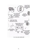 Konspekts 'Referāts parazitoloģijā', 45.