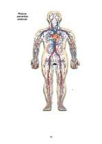 Referāts 'Cilvēka asinsrites sitēma', 14.