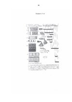 Referāts 'Baltu un lībiešu vidējā un vēlā dzelzs laikmeta rotas', 26.