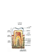 Referāts 'Zobu higiēna un tās ietekme uz zobu veselību', 30.