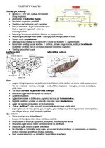 Konspekts 'Protistu valsts', 1.