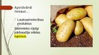 Prezentācija 'Vārdu krājuma dalījums pēc teritoriālā lietojuma', 6.