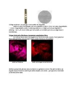 Paraugs 'Abbes - Portera eksperiments', 3.