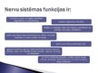 Prezentācija 'Cilvēka nervu sistēma', 2.