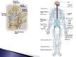 Prezentācija 'Cilvēka nervu sistēma', 7.