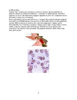 Konspekts 'Medicīniskā parazitoloģija', 8.