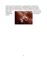 Konspekts 'Medicīniskā parazitoloģija', 12.