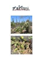 Konspekts 'Kaktusi', 1.