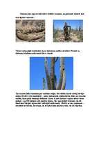 Konspekts 'Kaktusi', 9.