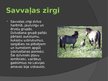 Prezentācija 'Zirgu selekcija Latvijā', 15.