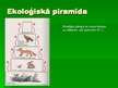 Prezentācija 'Ekosistēmas struktūra', 12.