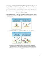 Referāts 'Komplements', 9.