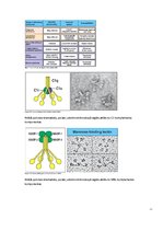Referāts 'Komplements', 13.