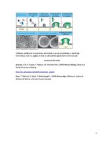 Referāts 'Komplements', 14.