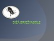Prezentācija 'Kukaiņi - dižā briežvabole', 1.