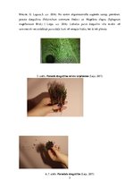 Referāts 'Purva veģetācija', 5.