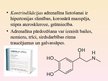 Prezentācija 'Adrenomimētiskie līdzekļi', 15.