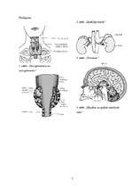 Referāts 'Iekšējās sekrēcijas dziedzeri', 7.