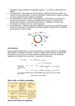 Konspekts 'RSU Molekulārā un šūnu bioloģija 2. kolokvijam vajadzīgais konspekts', 6.