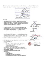 Konspekts 'RSU Molekulārā un šūnu bioloģija 2. kolokvijam vajadzīgais konspekts', 10.