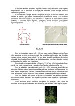 Referāts 'Šķiedras', 6.