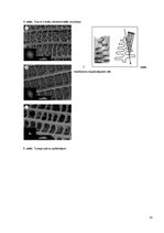 Referāts 'Zilā taurenīša optika', 10.