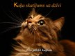 Prezentācija 'Par kaķiem', 1.
