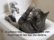 Prezentācija 'Par kaķiem', 11.