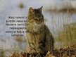 Prezentācija 'Par kaķiem', 14.