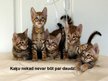 Prezentācija 'Par kaķiem', 23.
