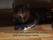 Prezentācija 'Par kaķiem', 24.