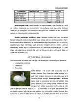 Biznesa plāns 'Ražošanas plāns zemnieku saimniecībai "Mans trusis"', 12.