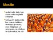 Prezentācija 'Budisms', 10.
