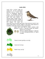 Referāts 'Cīrulis', 4.