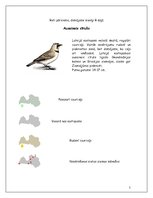 Referāts 'Cīrulis', 5.