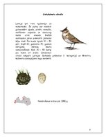 Referāts 'Cīrulis', 6.