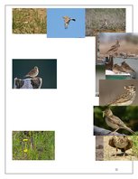 Referāts 'Cīrulis', 12.