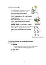 Konspekts 'Puķkopība', 4.