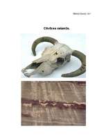 Referāts 'Cilvēces rašanās', 1.