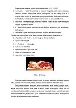 Referāts 'Pārtikas piedevas un uztura bagātinātāji', 5.