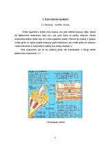 Referāts 'Muskuļaudu attīstība pusaudžu gados', 4.