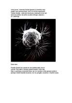 Konspekts 'Fraktāļi', 2.