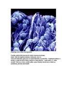 Konspekts 'Fraktāļi', 3.