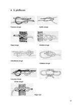 Referāts 'Skauti un skautisms', 24.