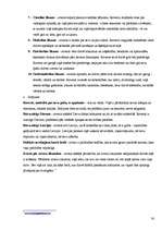 Referāts 'Skauti un skautisms', 28.