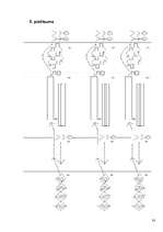 Referāts 'Skauti un skautisms', 31.
